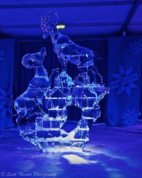 Ice sculpture of Big Horn Sheept at Winterlude in Ottawa, Ontario, Canada.