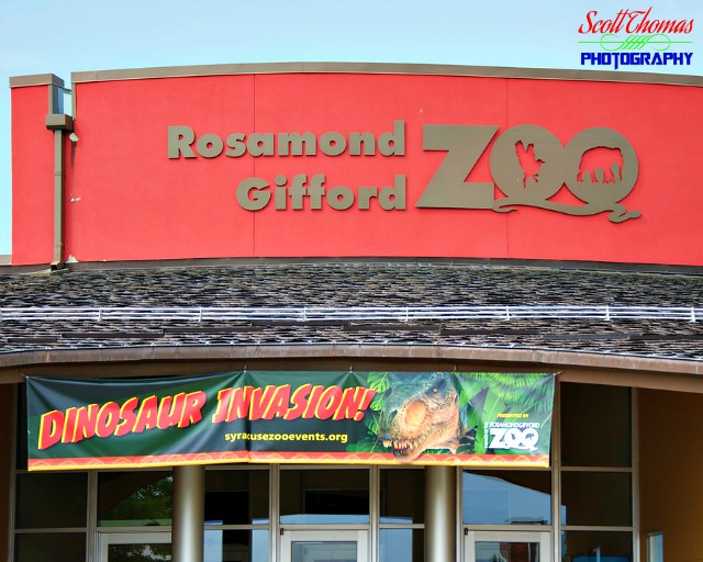 Dinosaur Invasion at the Rosamond Gifford Zoo