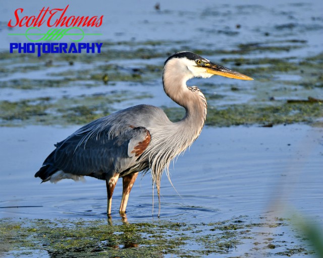 Great Blue Heron