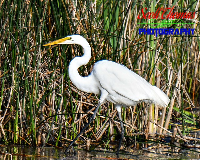 Great Egret