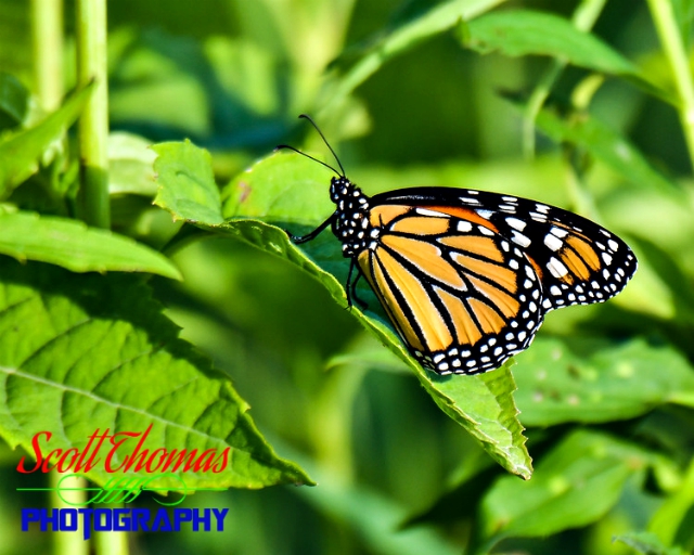 Monarch Butterfly