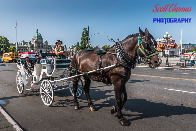 Horse Drawn Carriage