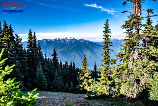 Olympic Mountains from Hurricane Hill