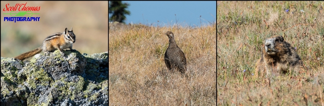 Hurricane Hill Wildlife