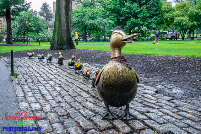 Make Way for Ducklings