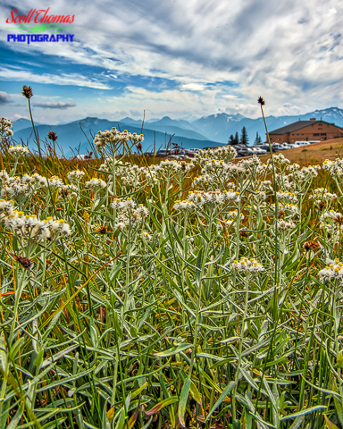 Pearly Everlasting Wildflowers