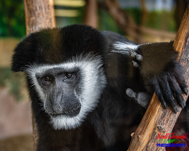 Colobus Monkey