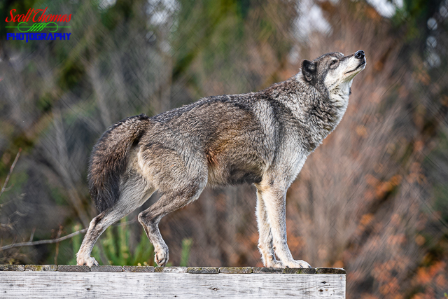 Gray Wolf at Wolf Mountain Nature Center