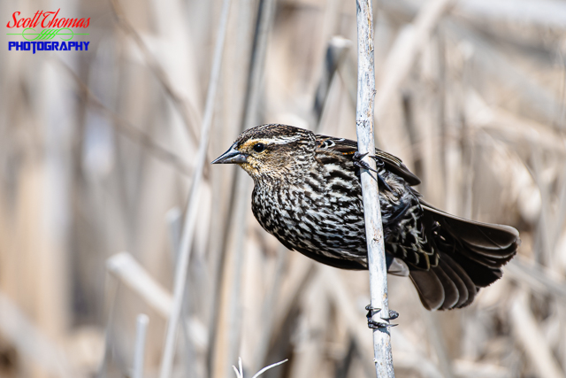 Female Red-winged Blackbird