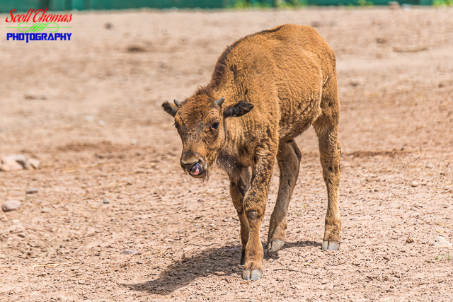 American Bison Calf