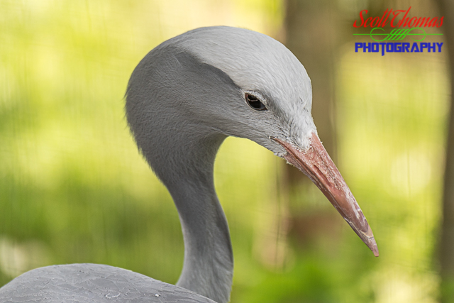 Blue Crane Portrait