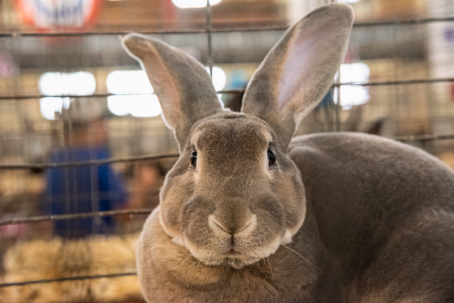 Bunny in the Poultry Building