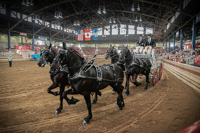 Percheron Draft Horses